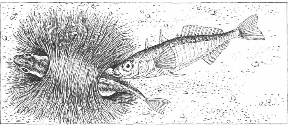 The Stickleback