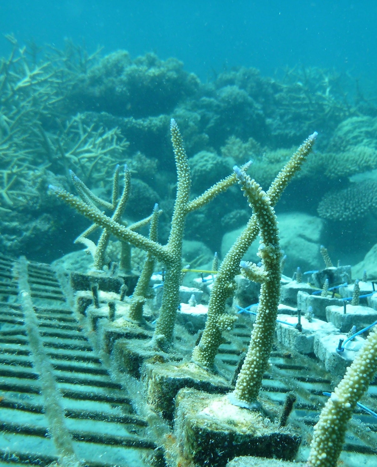 Declining Coral Growth