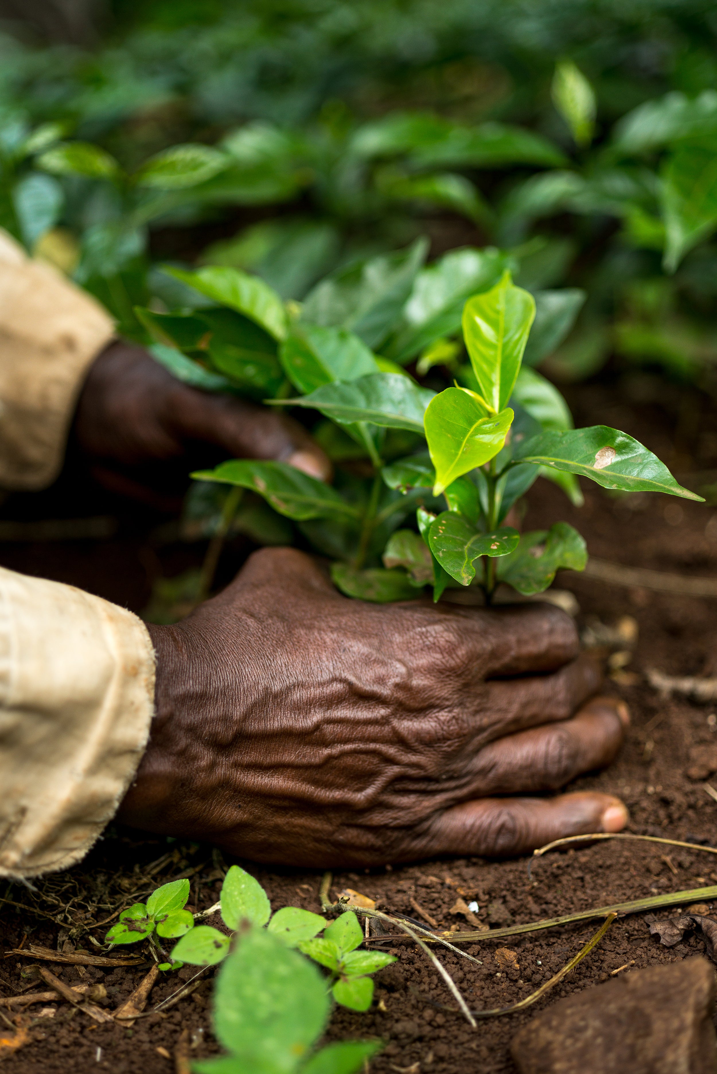 Will wild coffee go extinct from climate change? Botanists say we