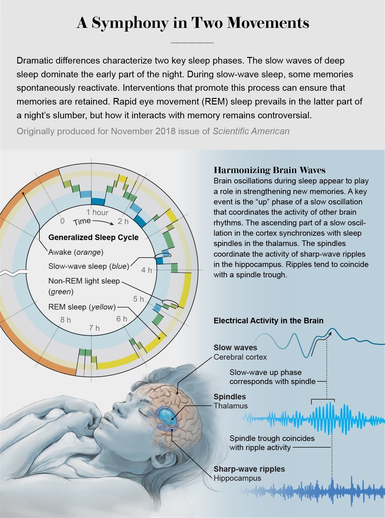 Four Cavities Within The Brain