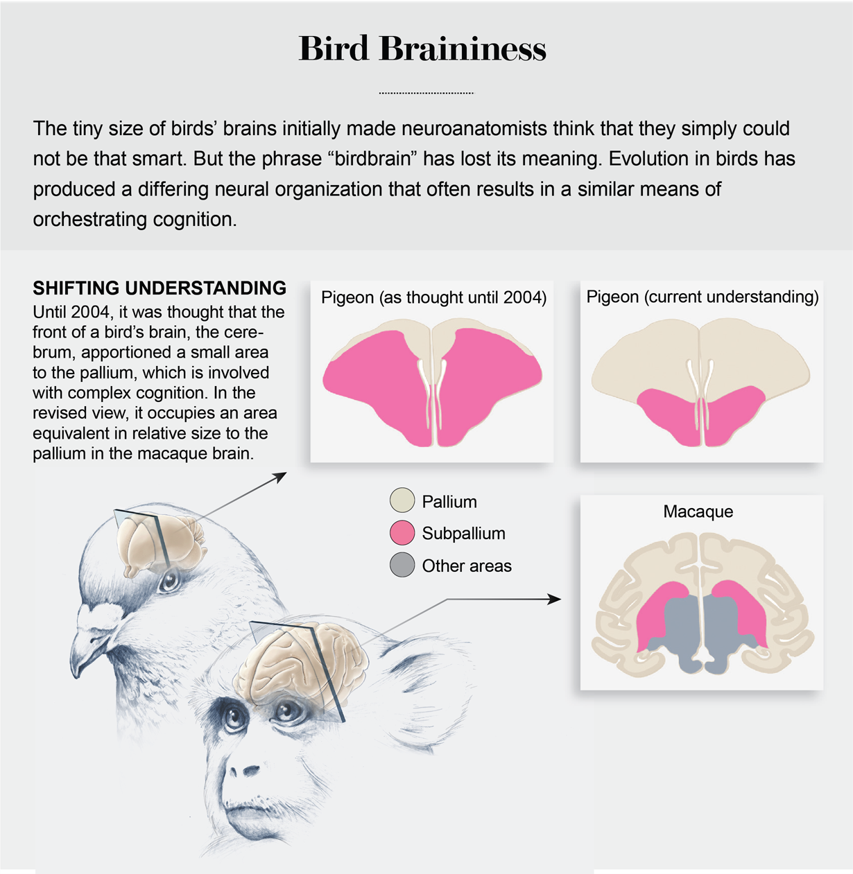 Illustration shows that until 2004, the pigeon’s pallium brain region was thought to be small. In the revised view, it’s more akin to a macaque brain.