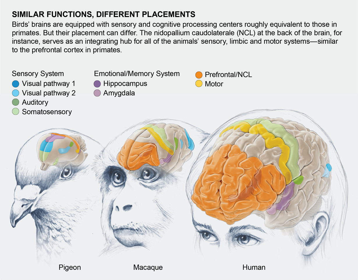 Illustration shows that although birds have brain processing centers that are similar in function to primate brains, they differ in placement.