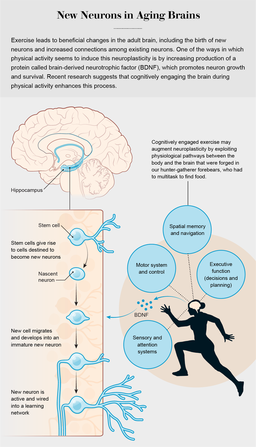 Why Your Brain Needs Exercise