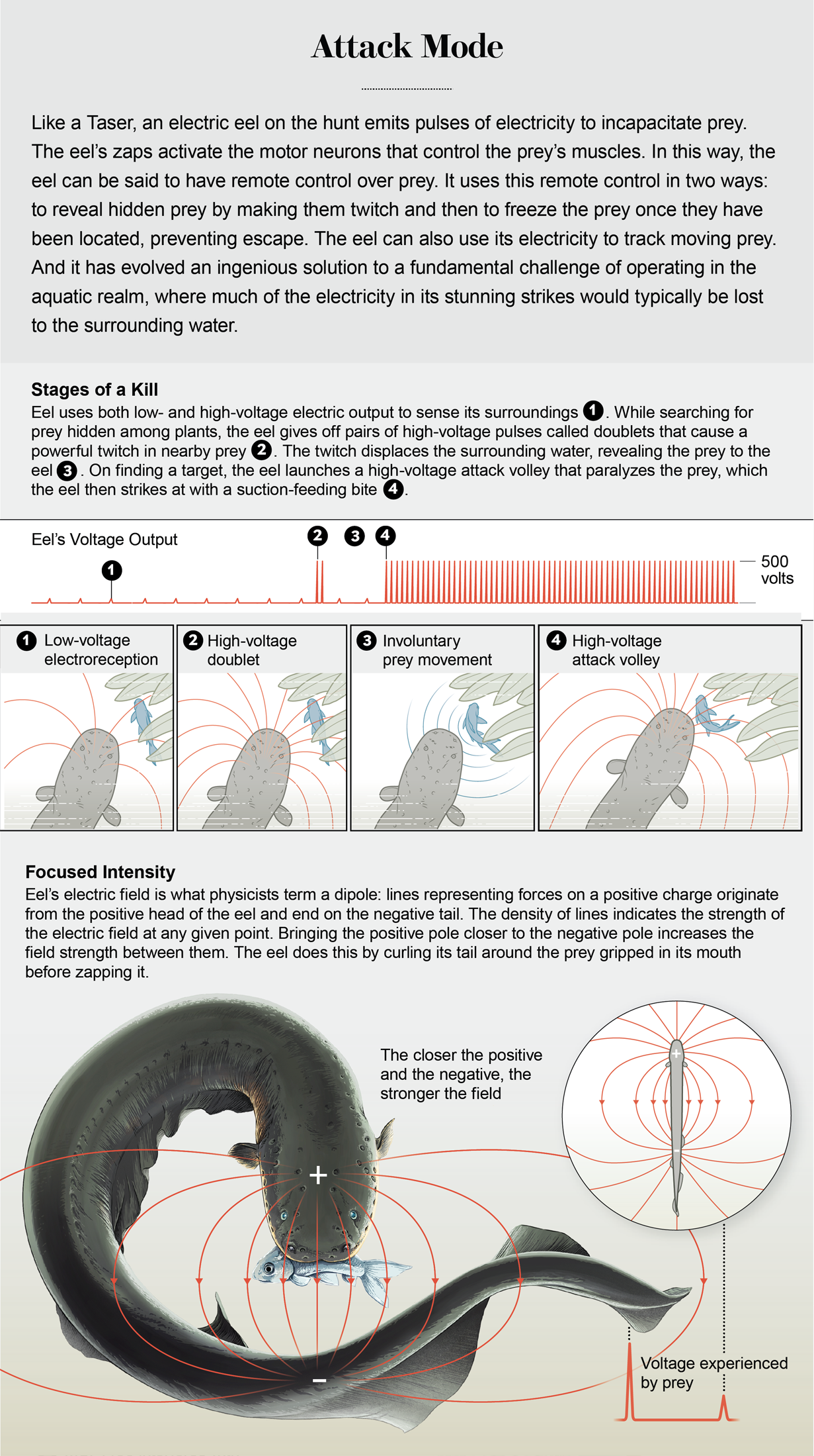 Shocking Secrets of the Electric Eel - Scientific American