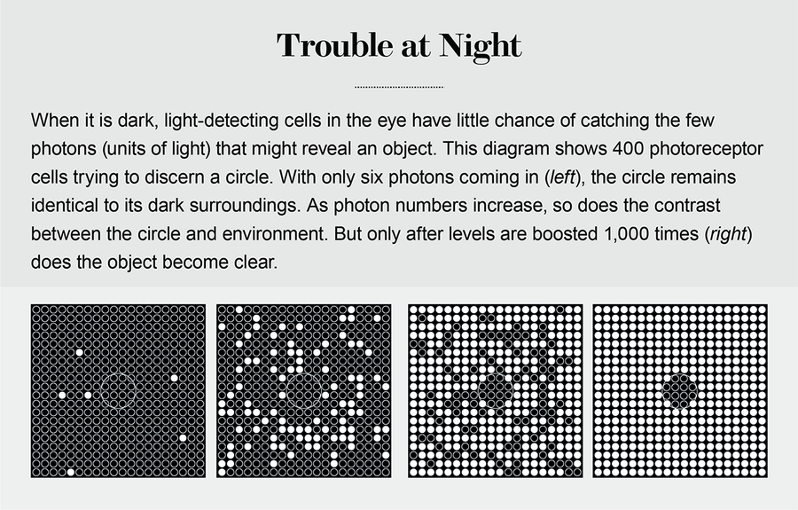 Animals Use Brain Tricks to See in the Dark