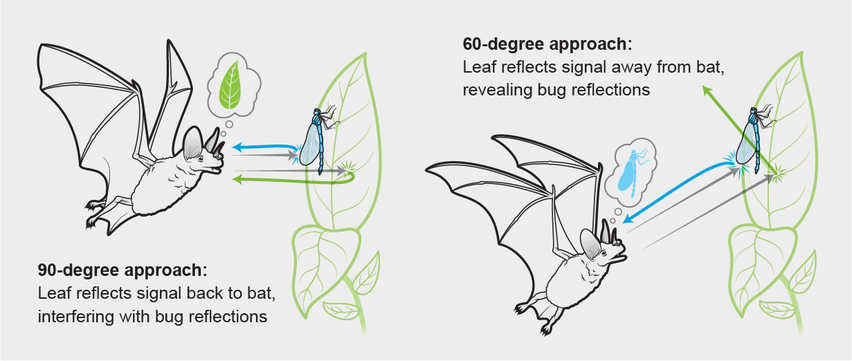 Physics Technique Reveals Hidden Bugs to Bats - Scientific American