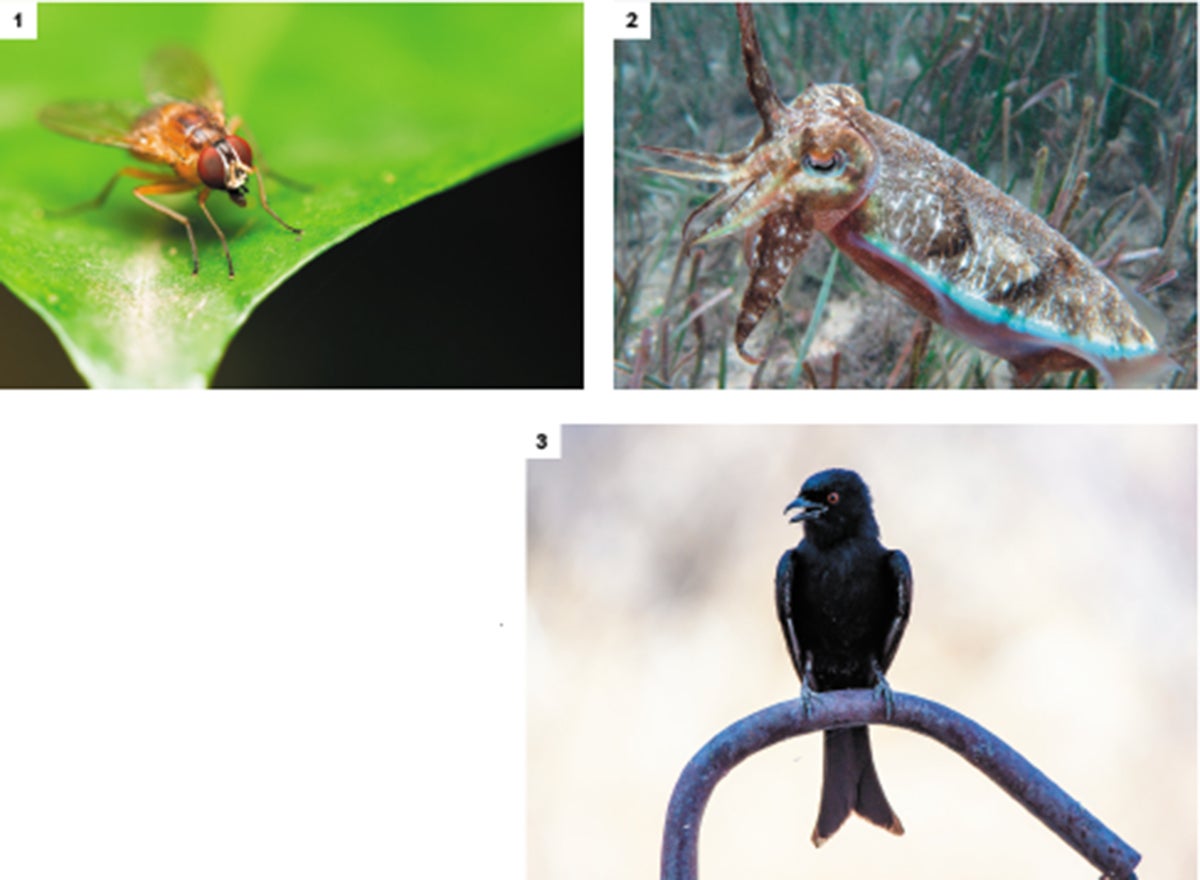 Deception in the Animal Kingdom | Scientific American