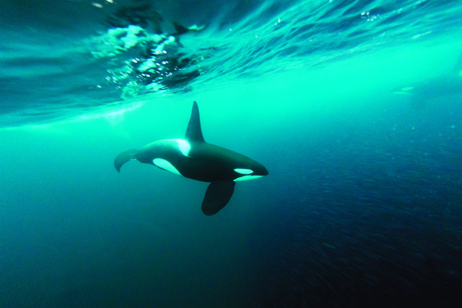 orca eating great white shark