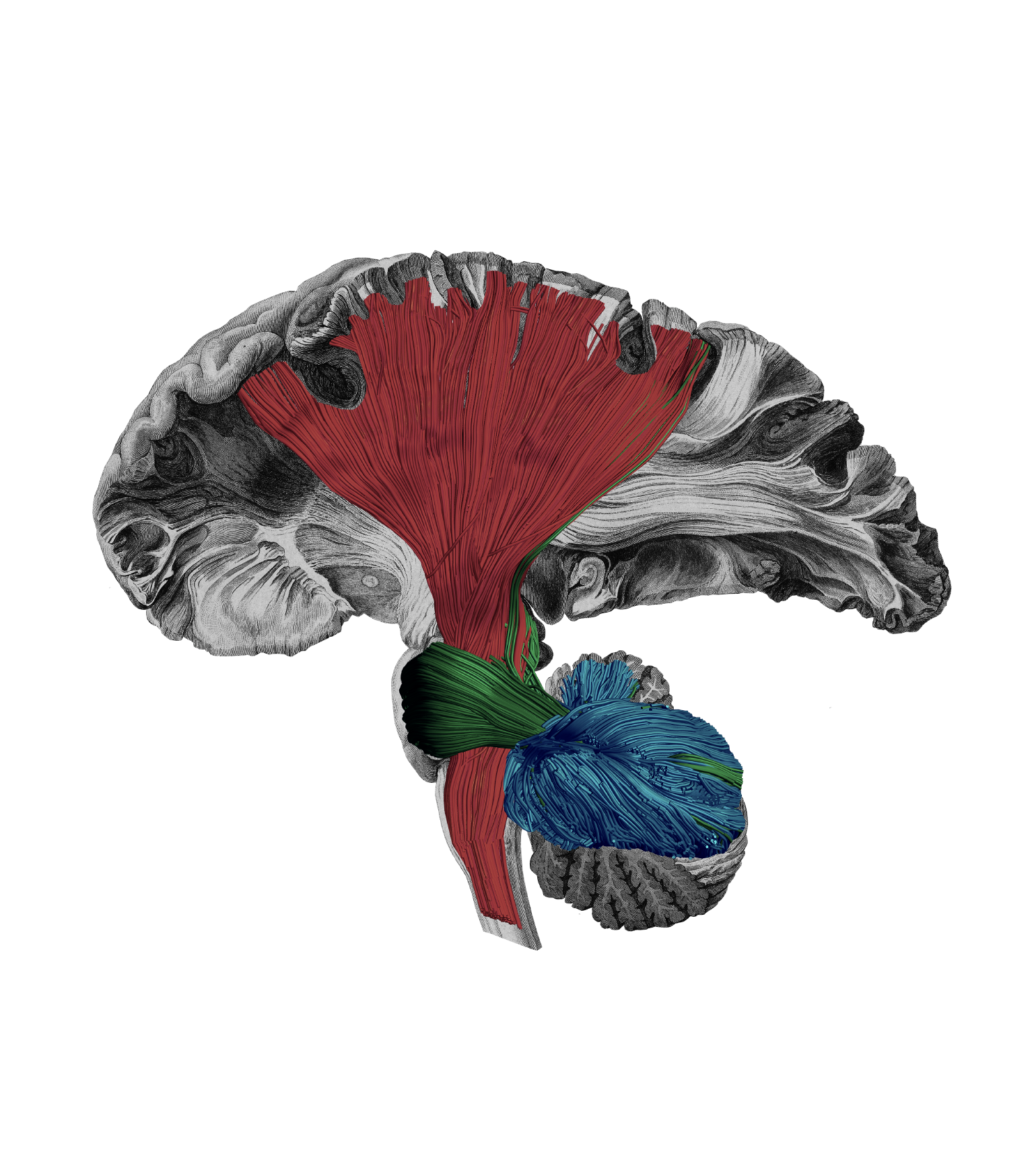 motor white matter networks human brain