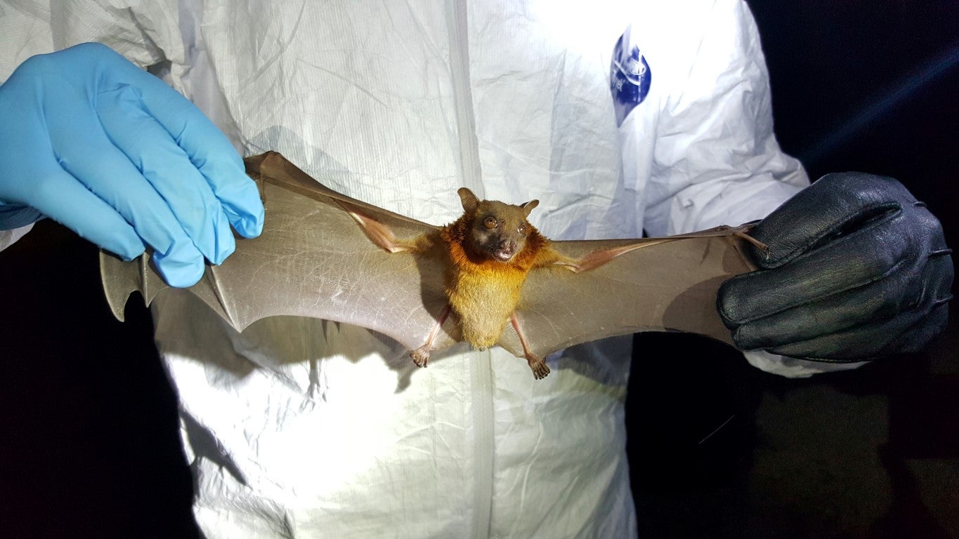 How China’s “Bat Woman” Hunted Down Viruses from SARS to the New Coronavirus