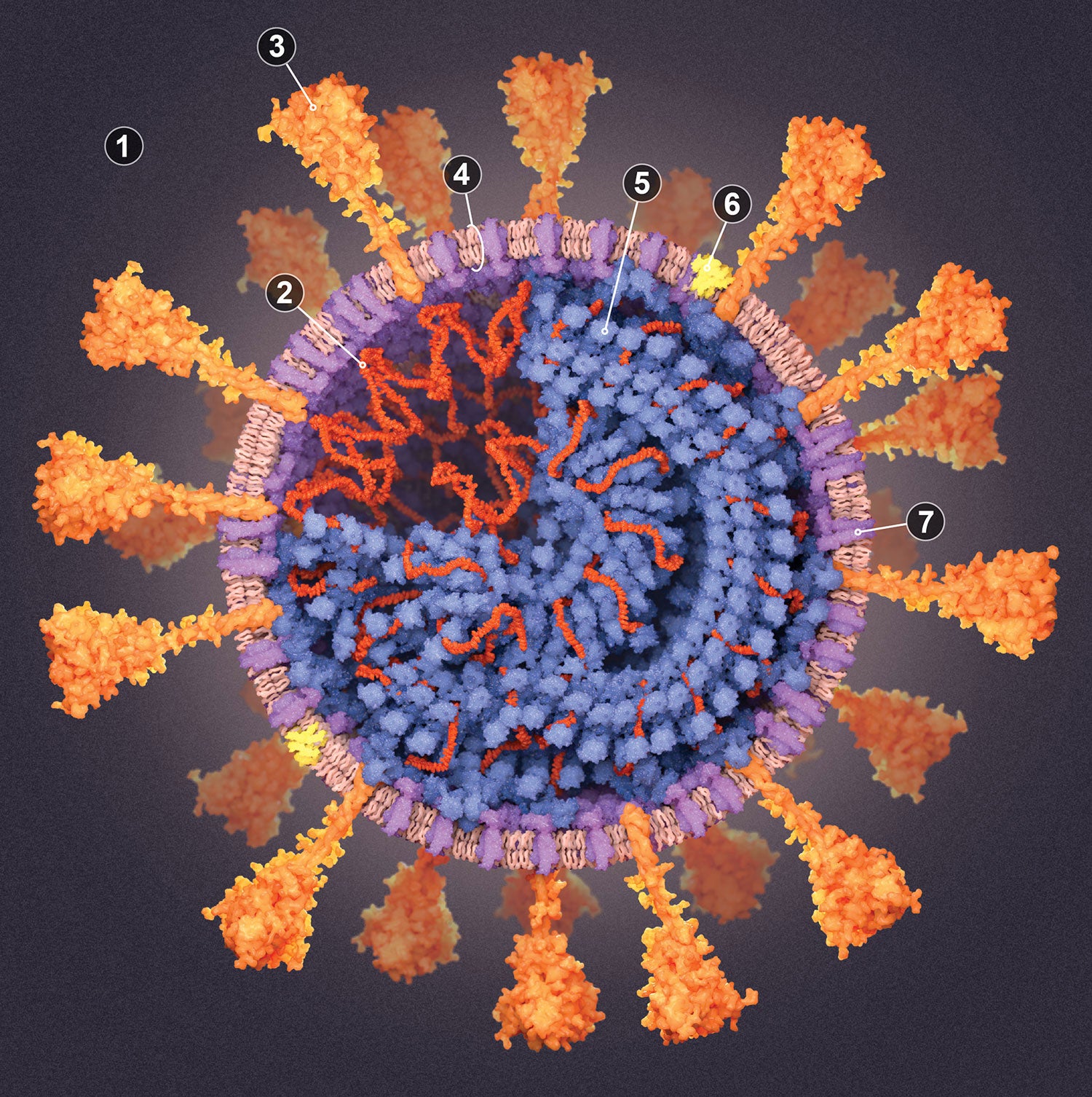 Coronavirus graphic