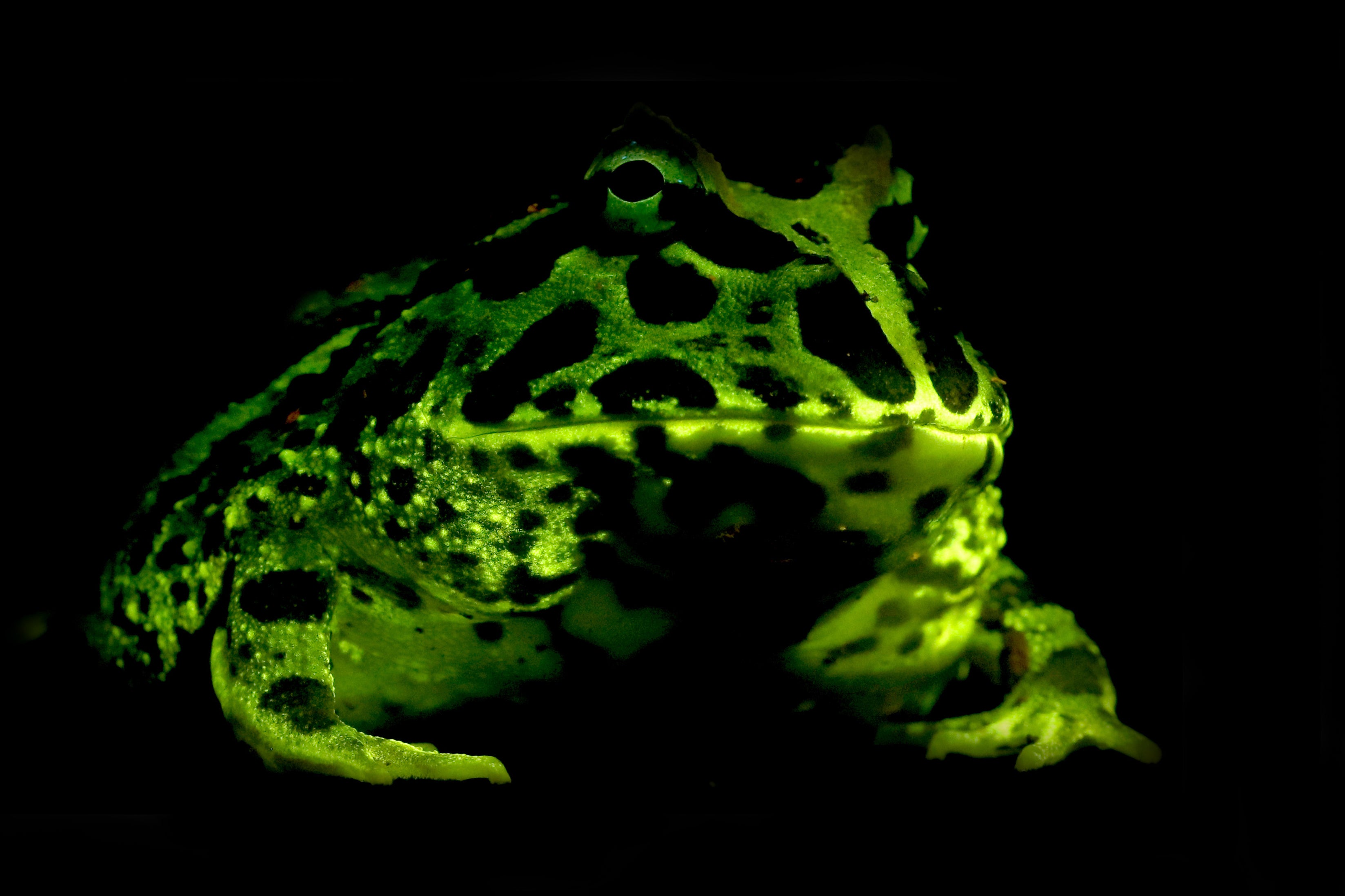 Salamanders and Frogs Light Up with Secret Superpower