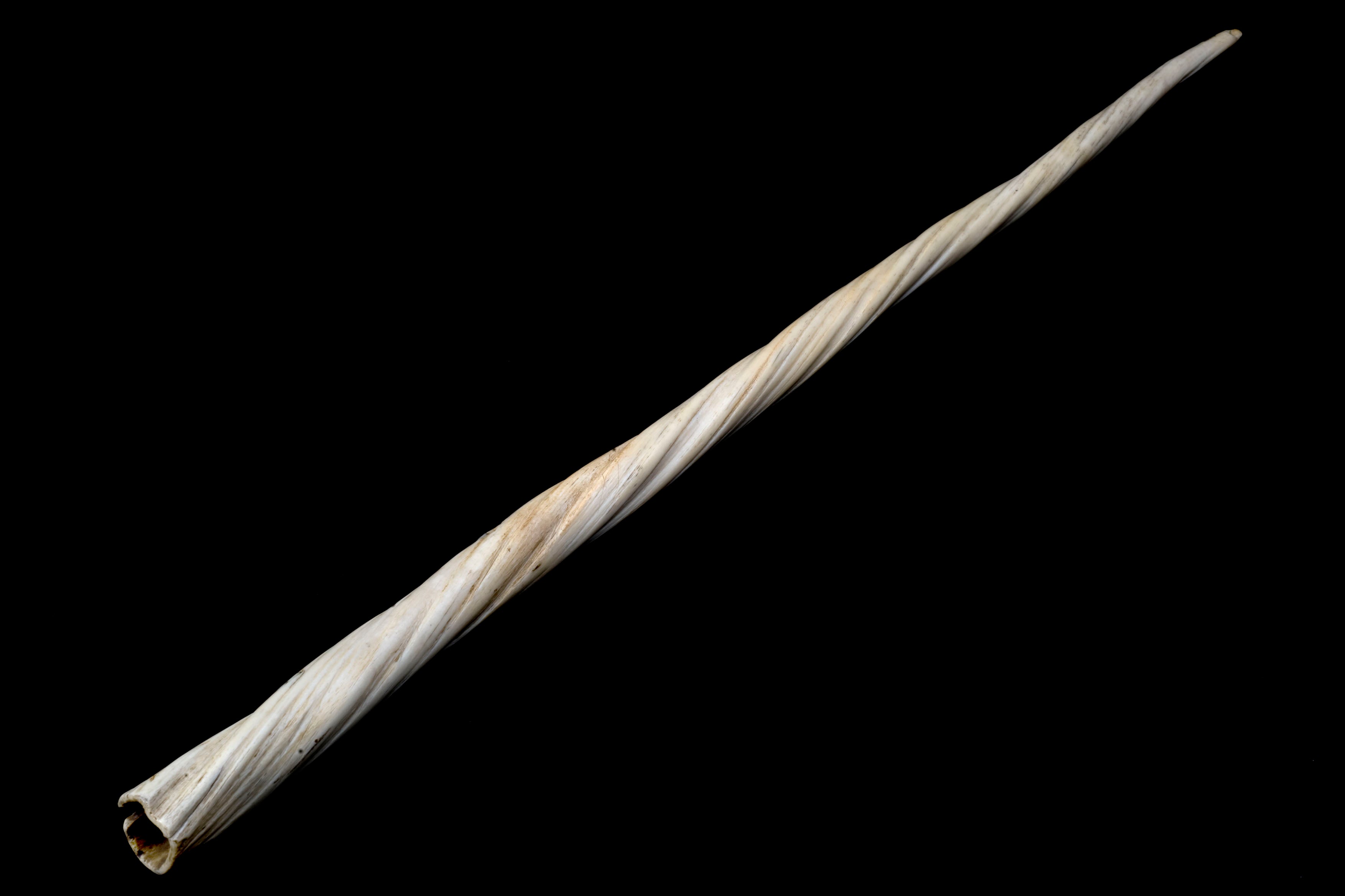 A narwhal tusk