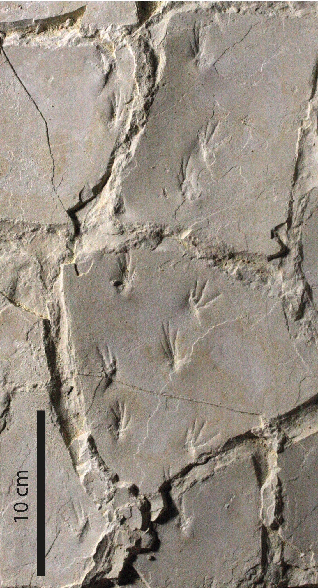 pteranodon footprint