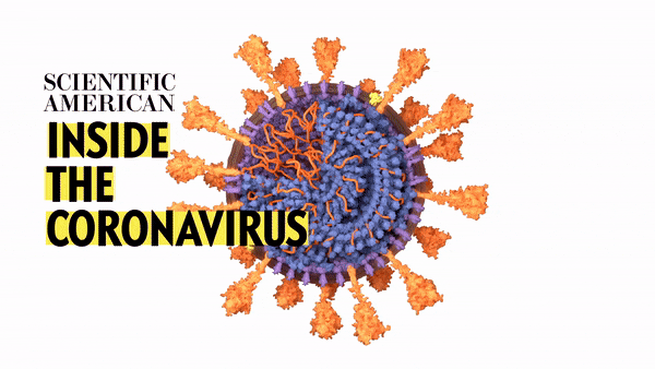 Inside the Coronavirus