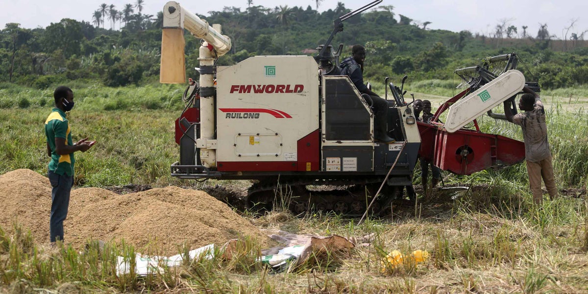 A harvesting machine discharges rice in a field in Nigeria