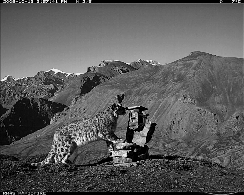 Camera Traps May Overcount Snow Leopards and Other Vulnerable Species