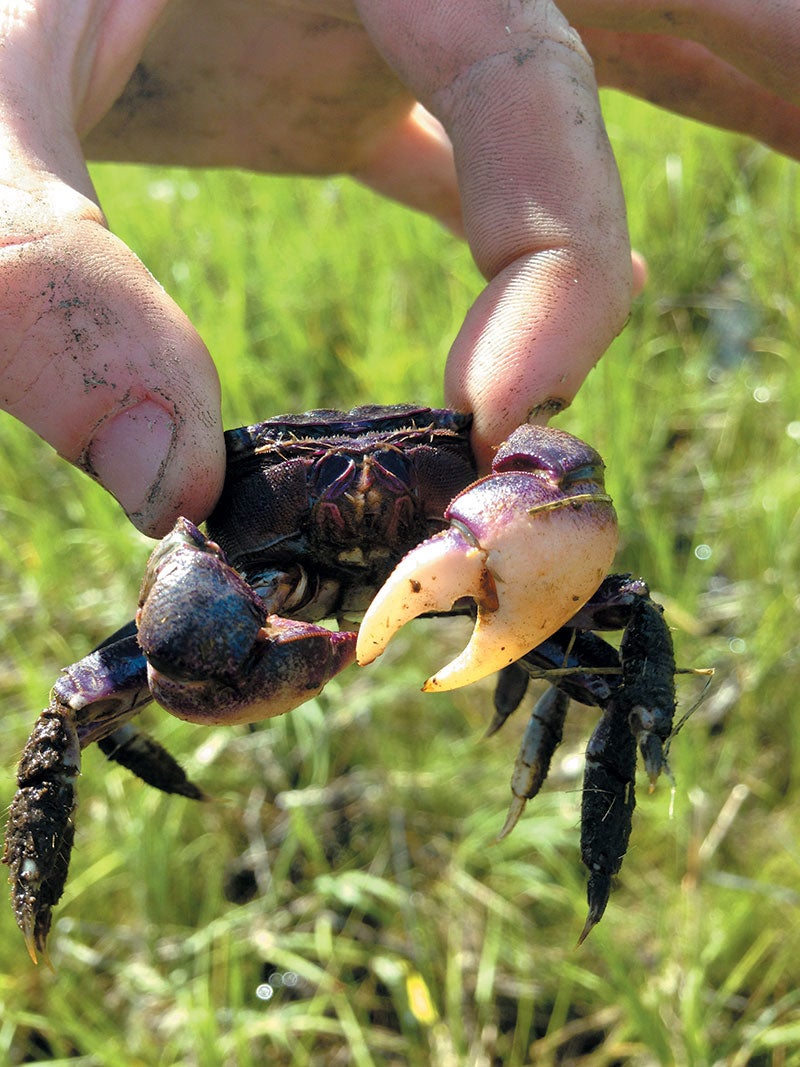 Purple marsh crabs