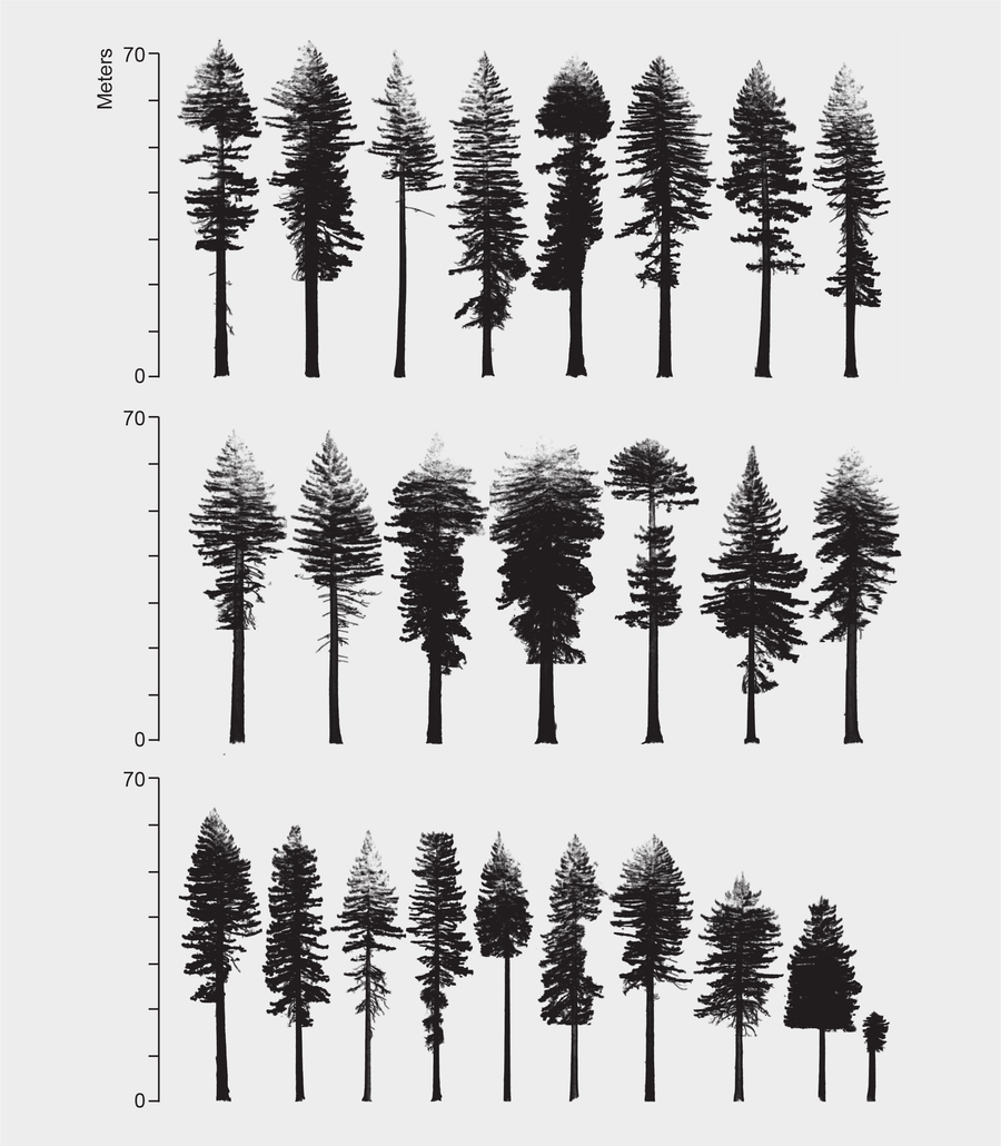 3D Measurements of Large Redwood Trees for Biomass and Structure