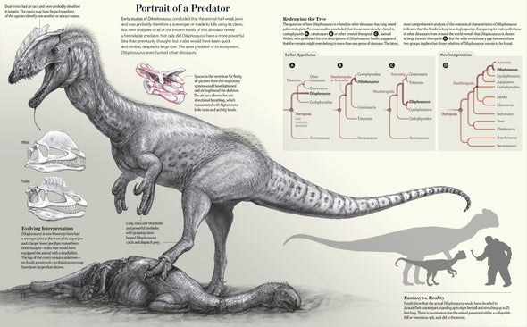 Dilophosaurus illustration highlights features that led to a new understanding of the dinosaur as a predator related to large Jurassic theropods