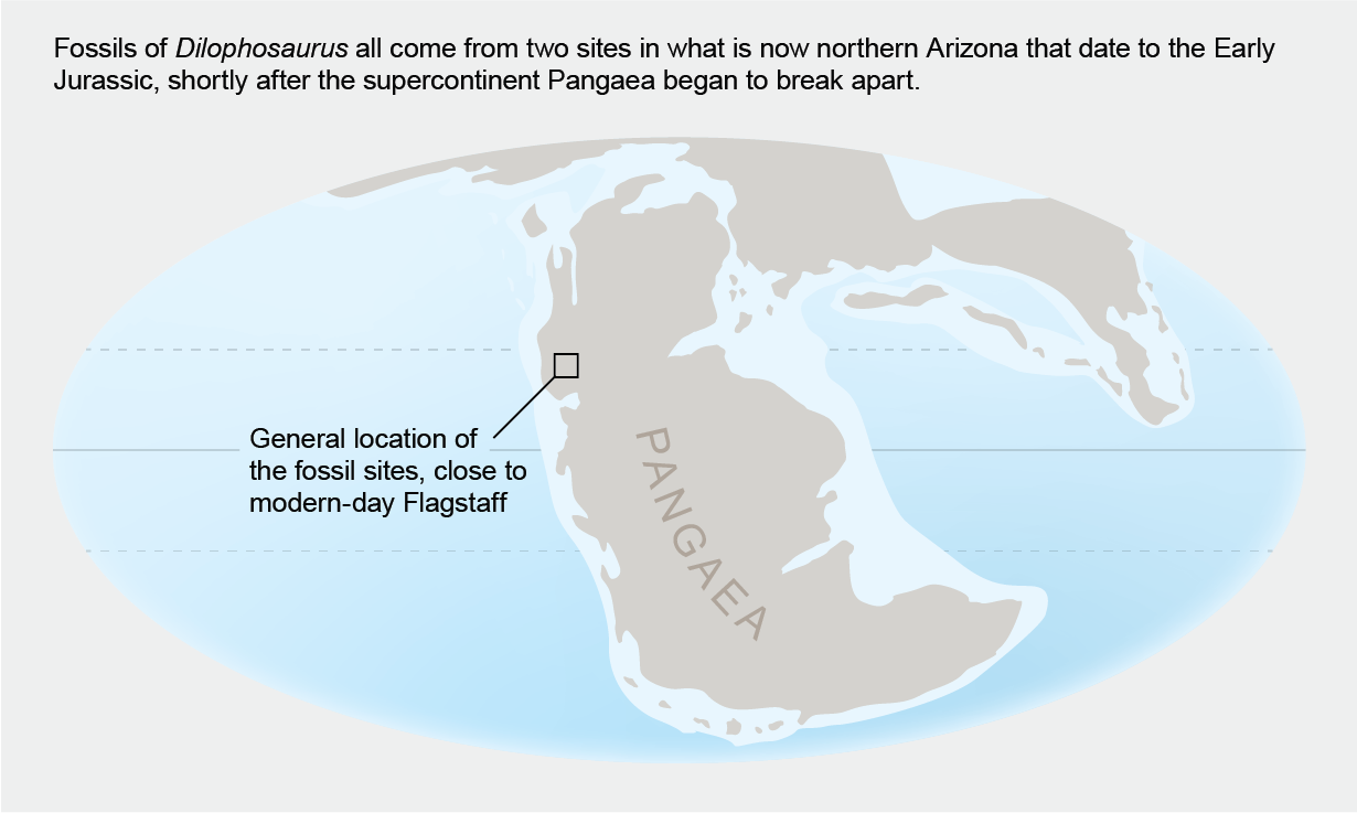 Map shows general location of the fossil sites—modern-day Arizona—as they would have been situated on Pangaea in the Early Jurassic