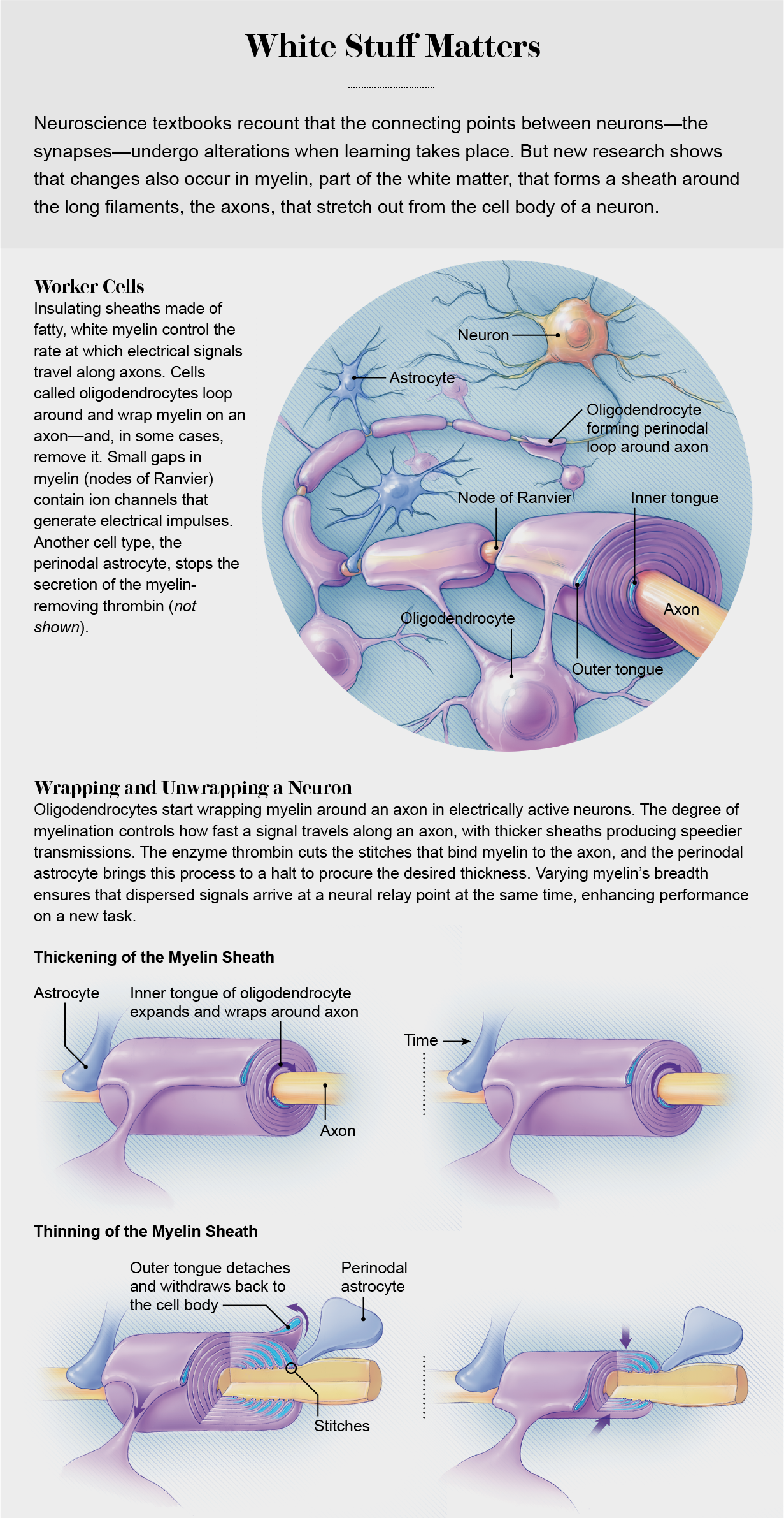 Illustration demonstrates how oligodendrocytes wrap around the axon of brain neurons, forming a dynamic sheath that can become thicker or thinner