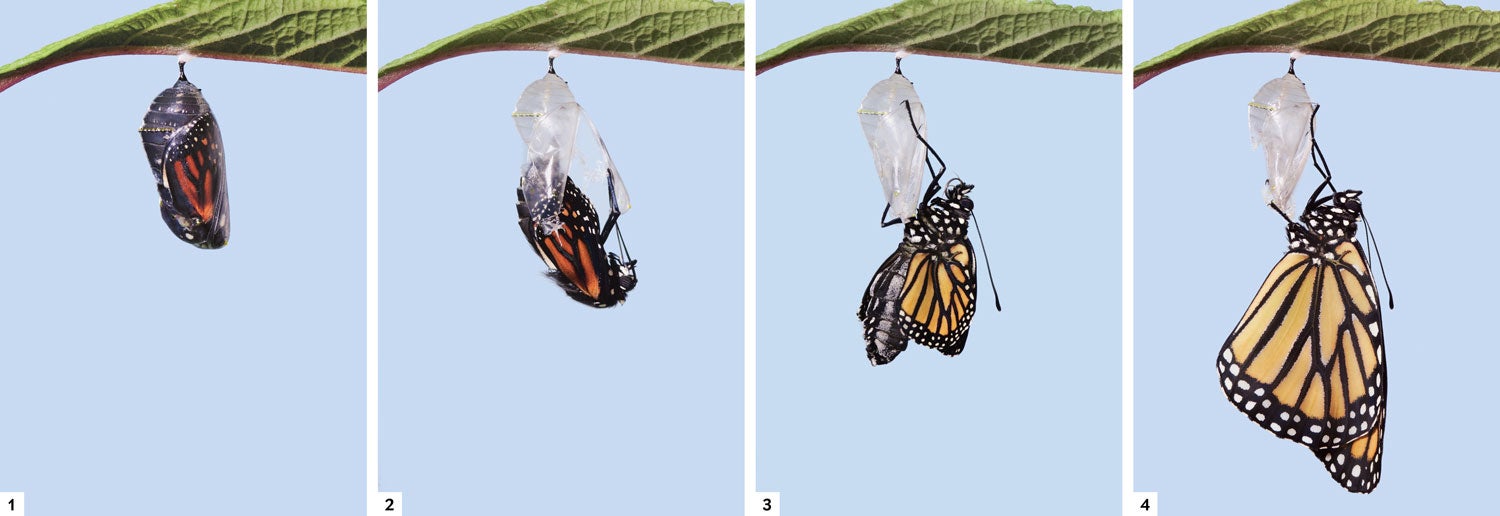 What Is Really Killing Monarch Butterflies Scientific American