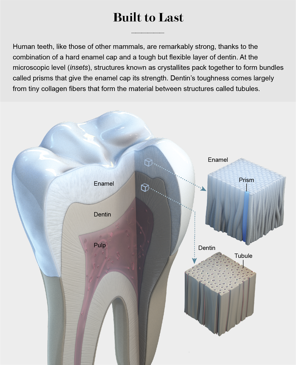 sharks with human teeth reddit