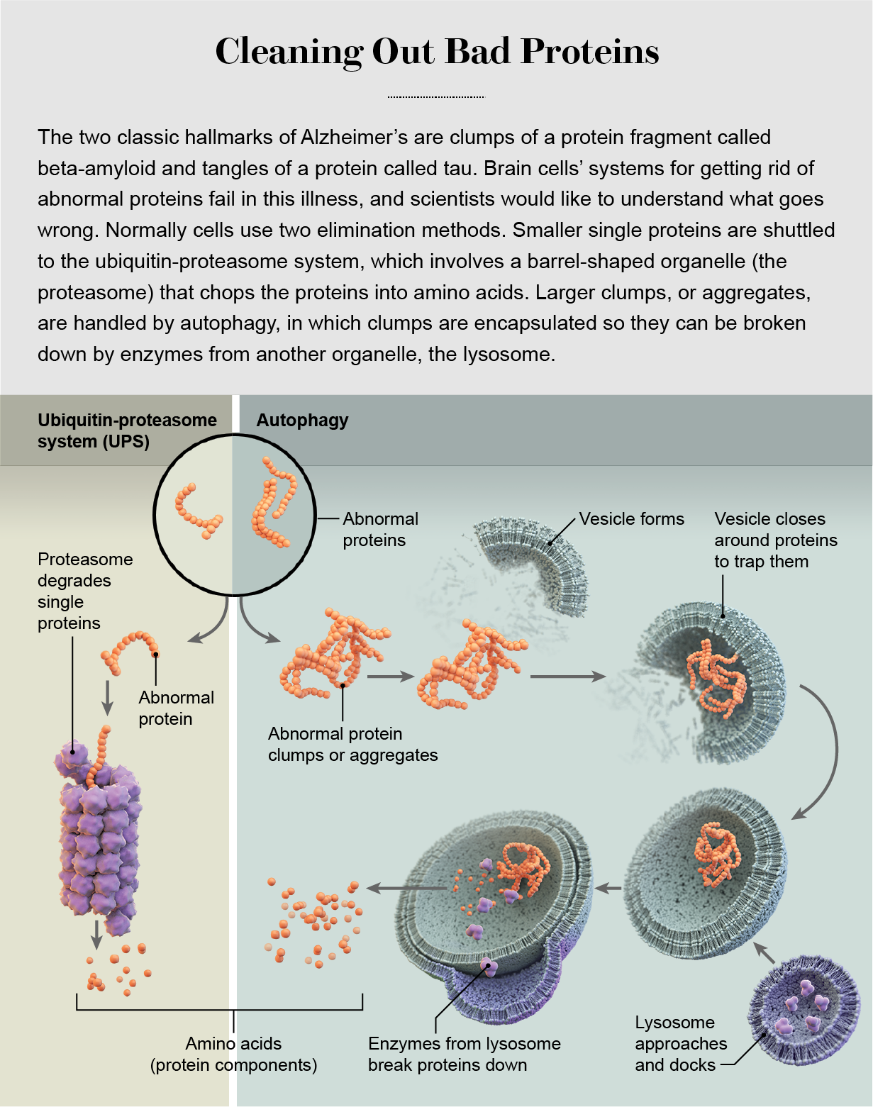 Illustration shows two pathways by which abnormal proteins are eliminated in the brain: the ubiquitin-proteasome system and autophagy.