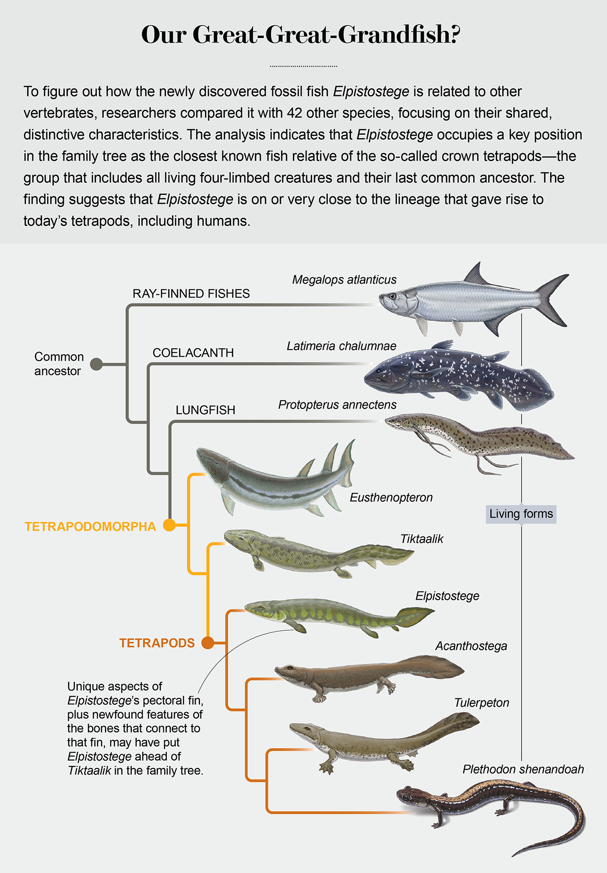 Illustration shows that Elpistostege may occupy a key spot in the evolutionary lineage of vertebrates that gave rise to modern tetrapods