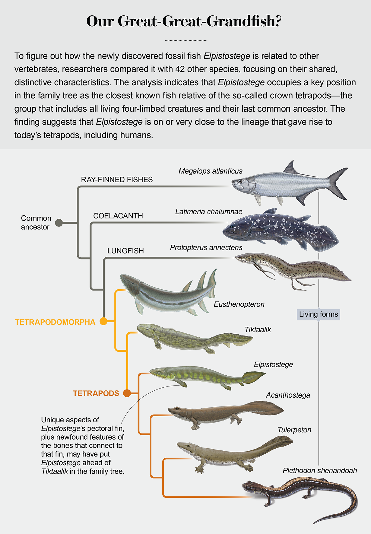 lobe finned fish fossil