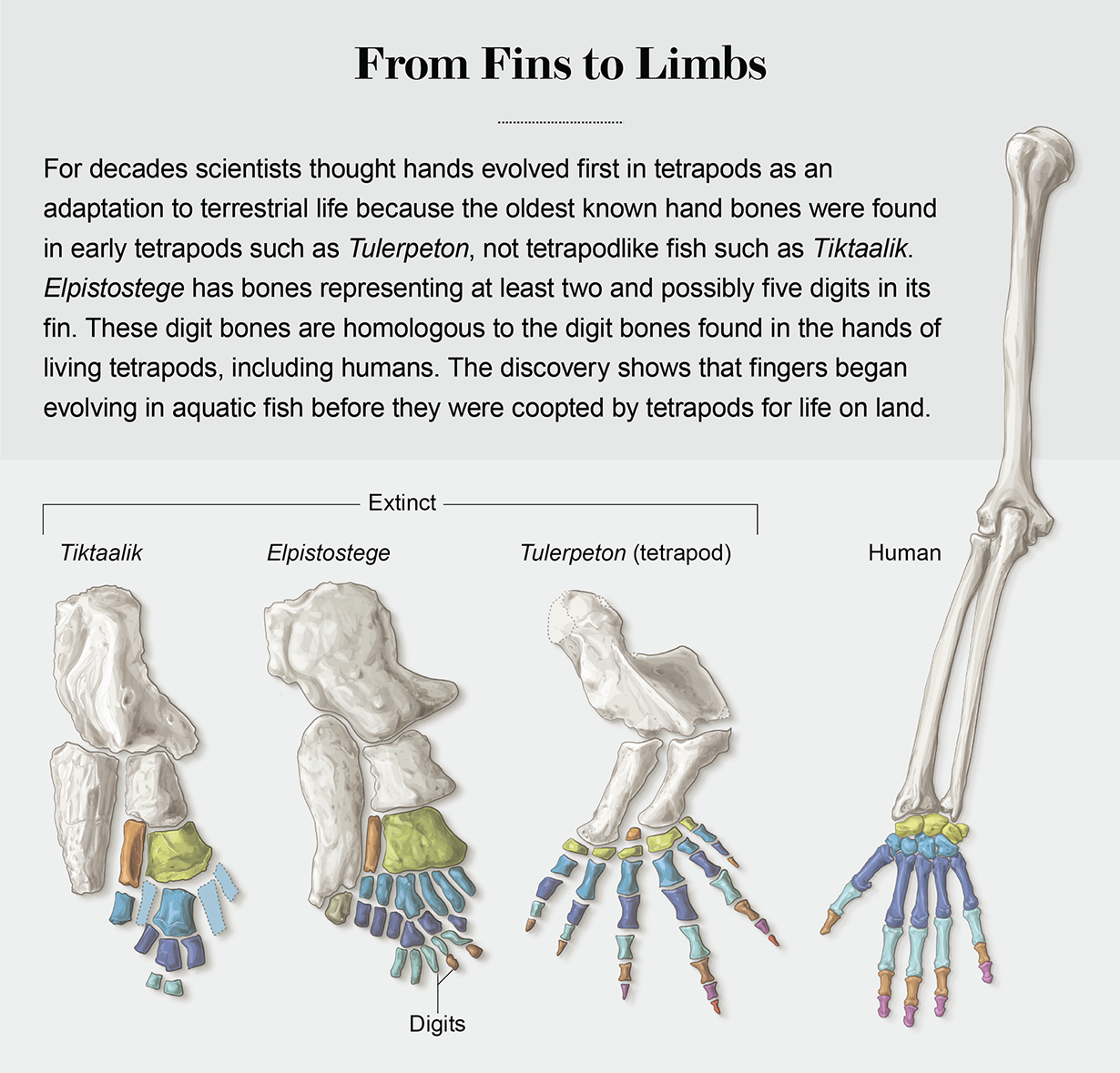 Illustration shows digit bones found in appendages of extinct species Tiktaalik, Elpistostege and Tulerpeton, alongside human hand bones