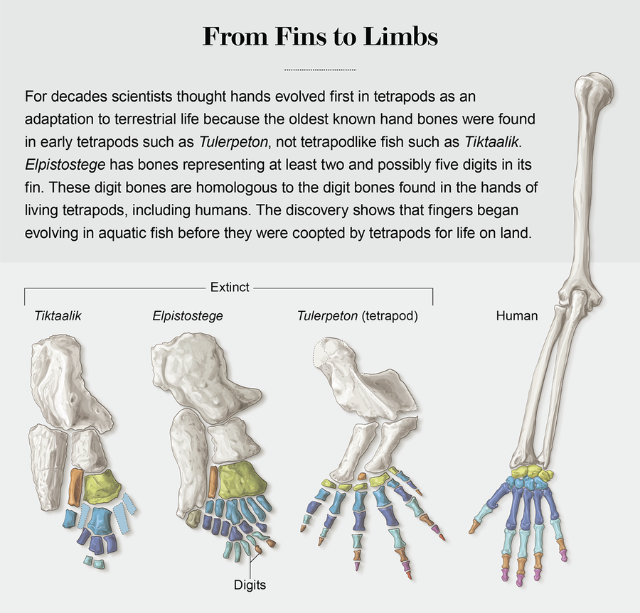 How did fins evolve into feet?