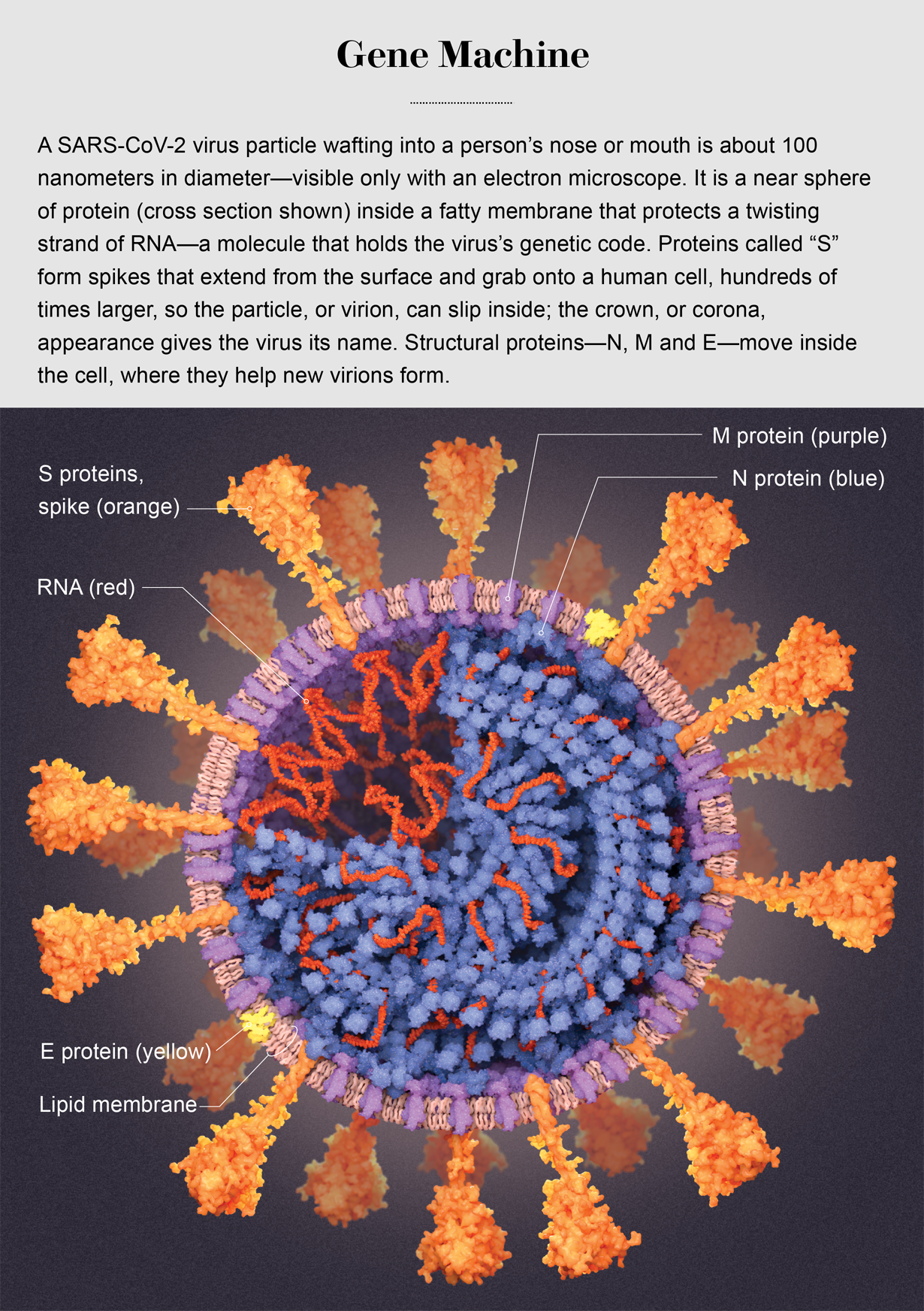 illustration of SARS-CoV2 virus particle highlights RNA lipid membrane and E M and S proteins