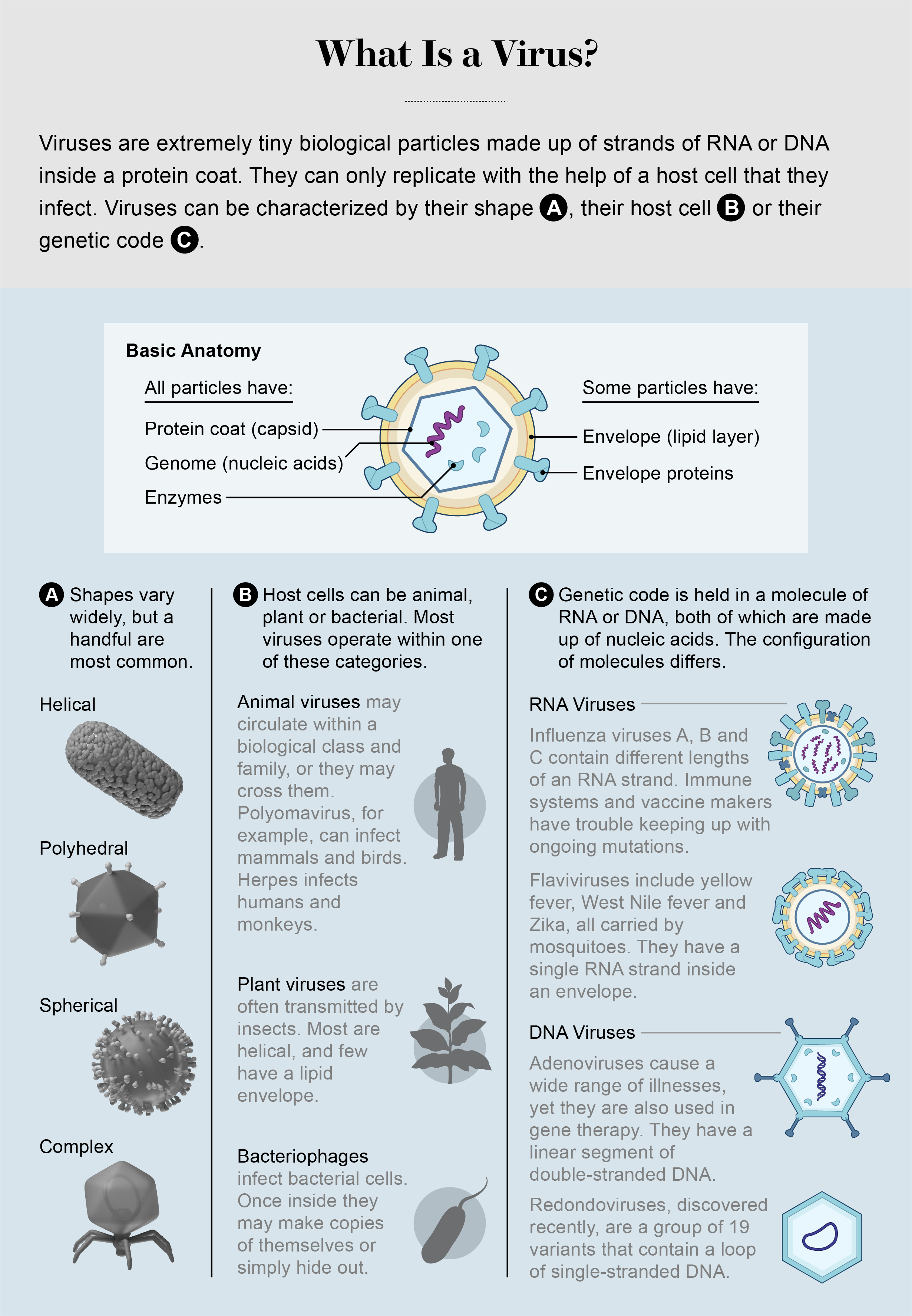 Basic anatomy of a virus and the various shapes, host cells, and genetic codes that characterize different types of viruses