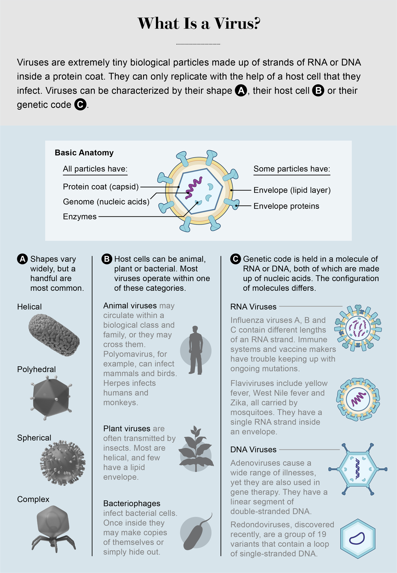 What is the virus. Make virus. bacteria and viruses are examples of. ares virus. фэк культура вирус.