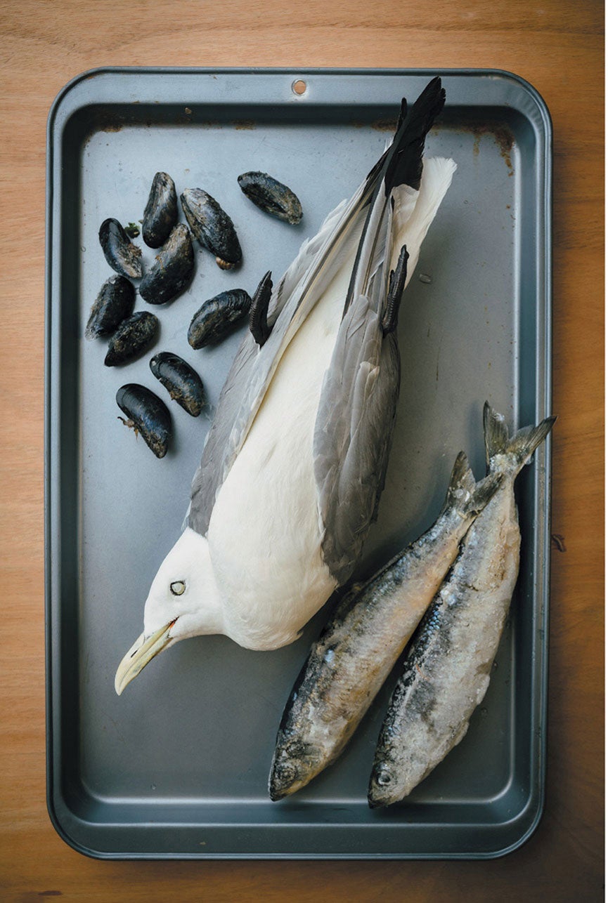 Frozen kittiwake gull, mussels and herring.