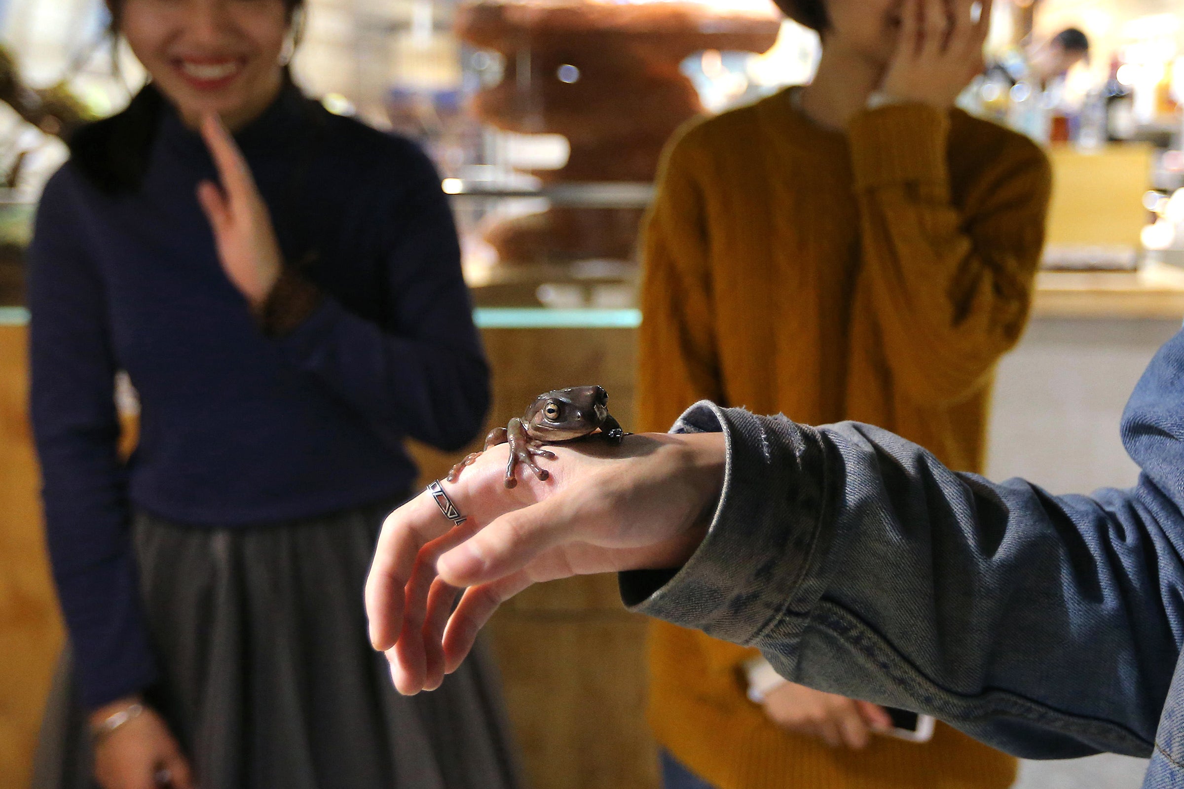 A person holds a tree frog in a reptile-themed pet cafe in China