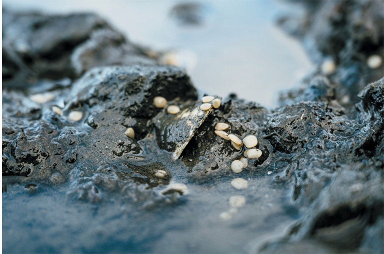 Baby clams. 