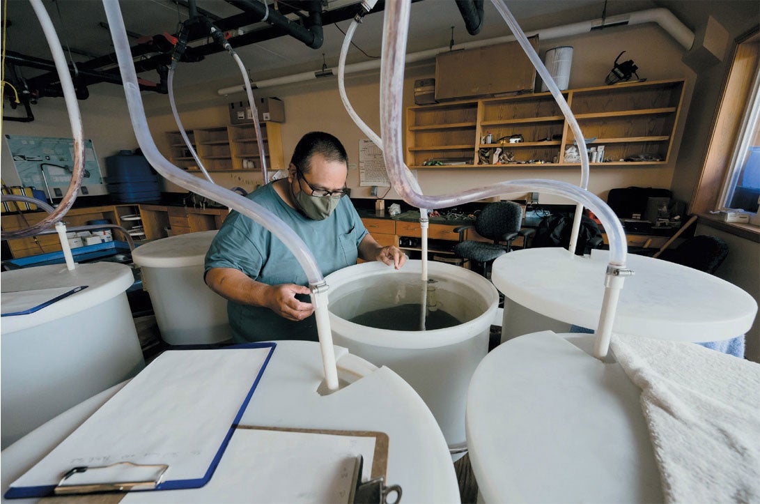 Tlingit scientist at the NOAA Kasitsna Bay Lab inspects tanks that contain sand lance and Pacific cod to be analyzed for poisons created in toxic algal blooms.