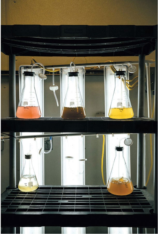 Five lab tubes containing algae.