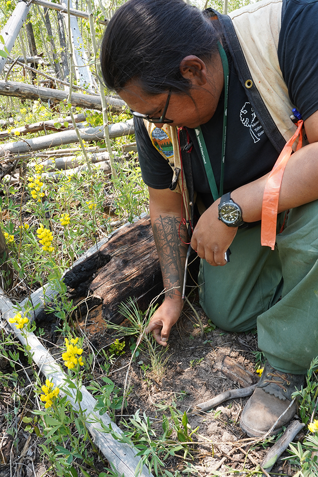 Chad Brown examines a seedling near a downed log in the Las Conchas burn scar.