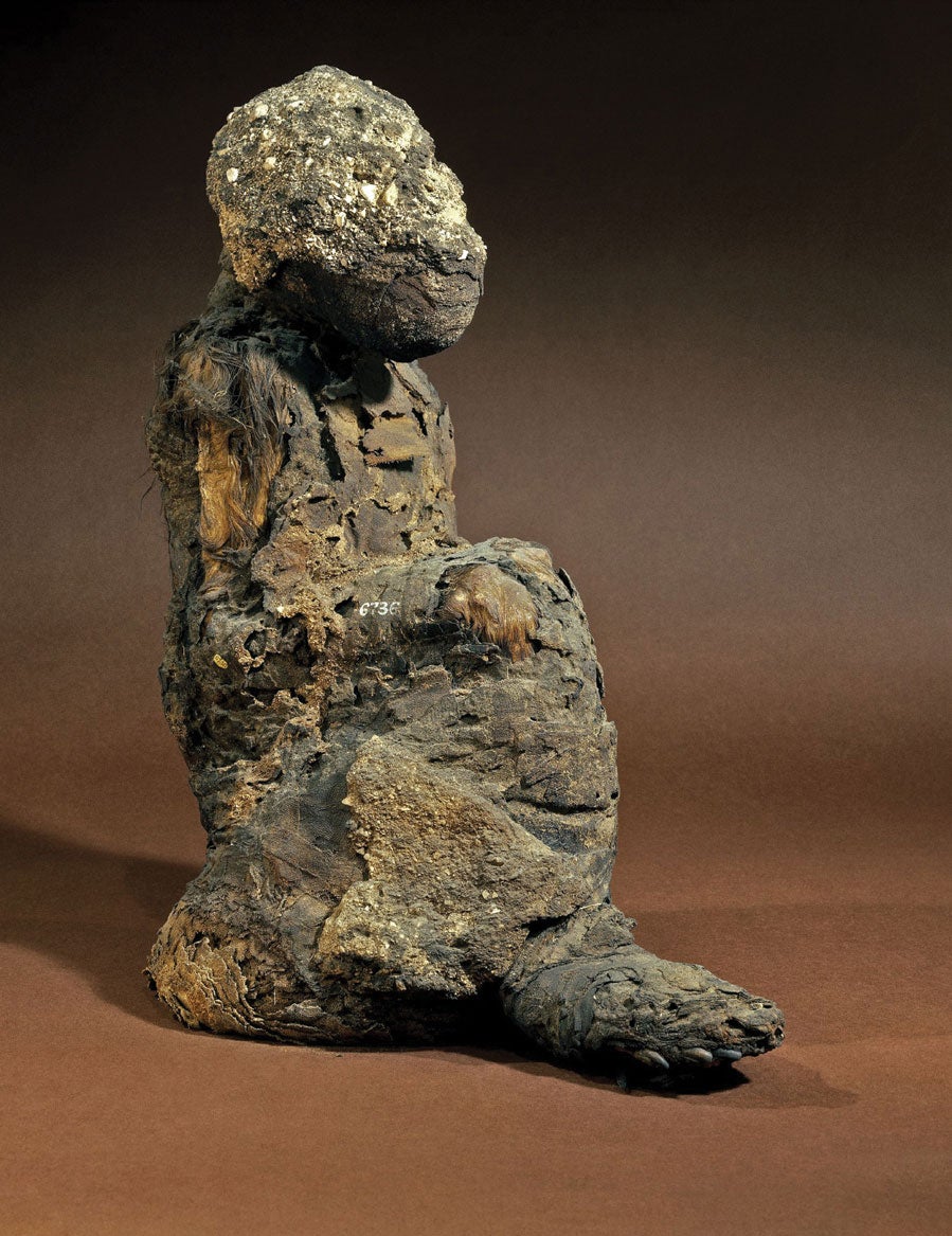 Mummified                        baboon EA6736.