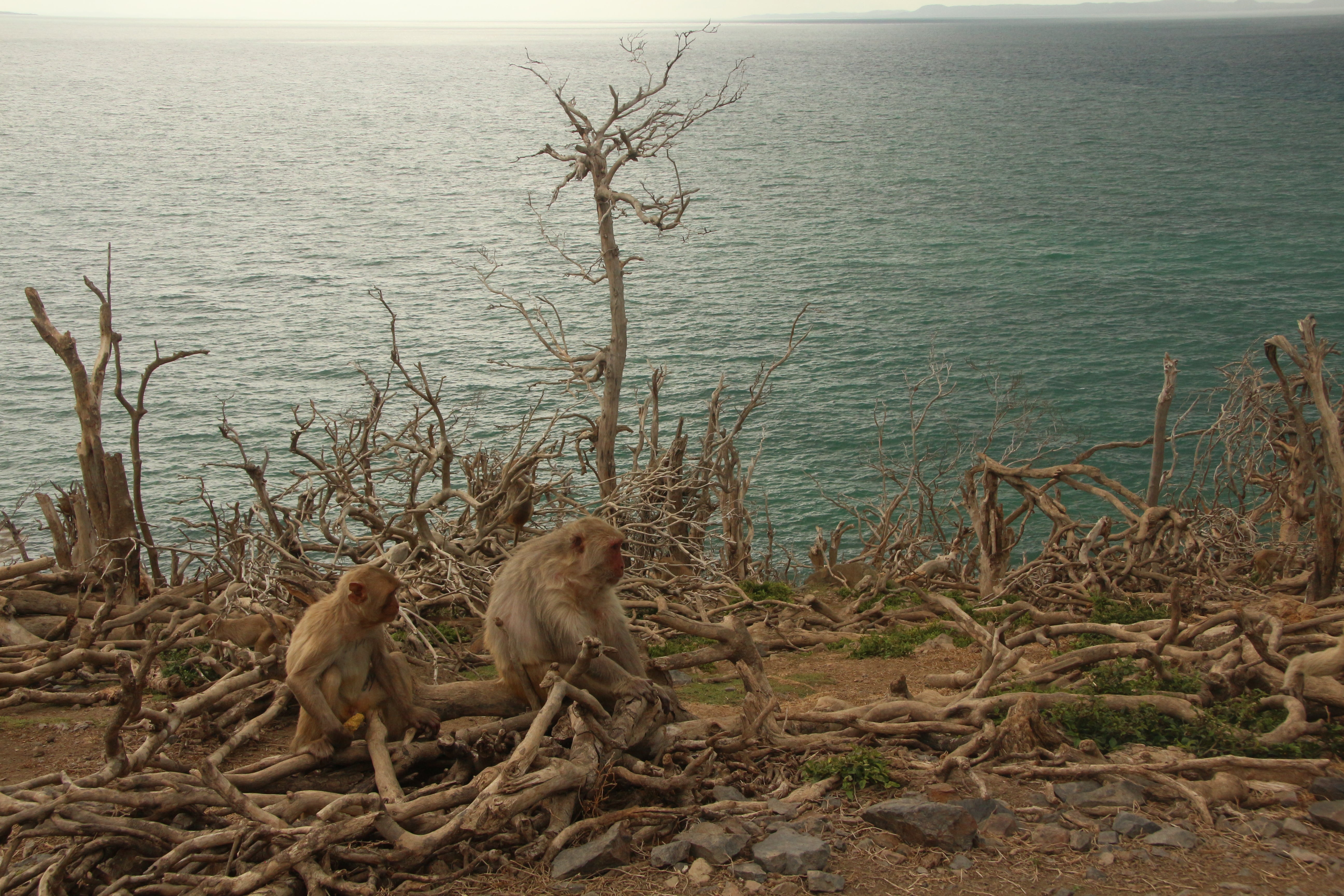 Macaques on Cayo Santiago Puerto Rico