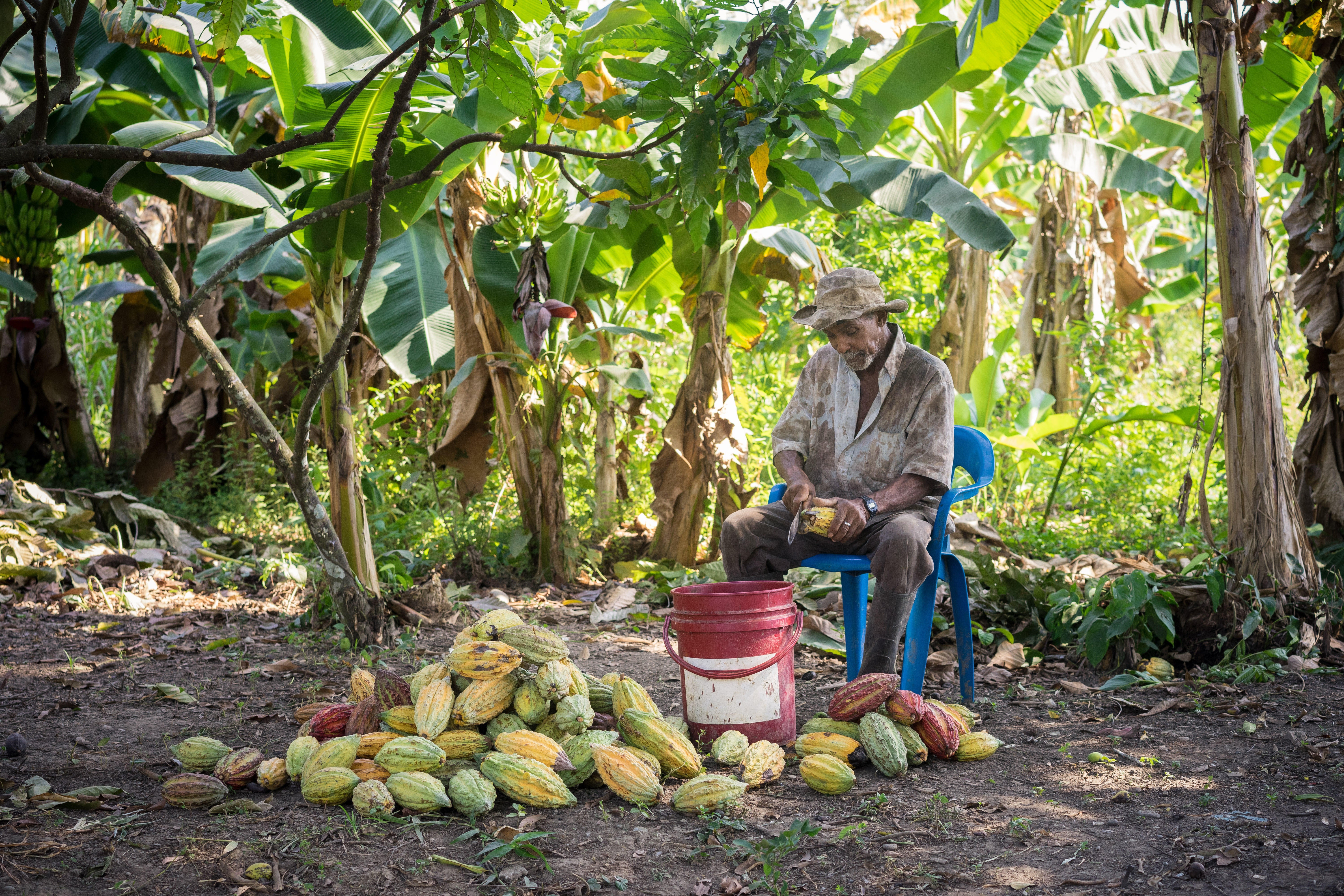 A farmer cuts into the rind of ripe cocoa pods to remove the pulp and cocoa seeds.