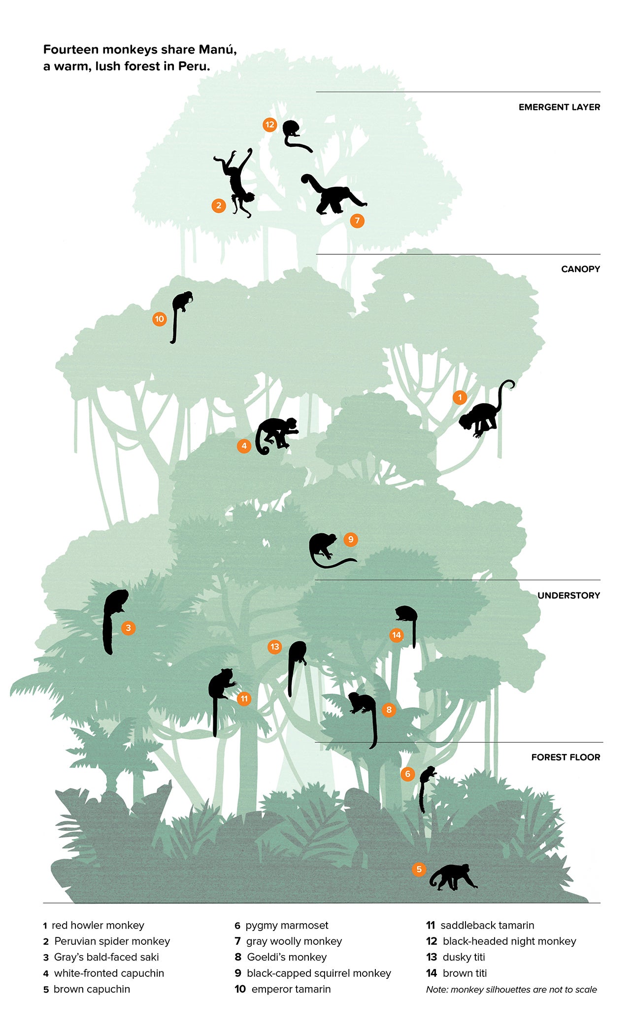 illustration from book.