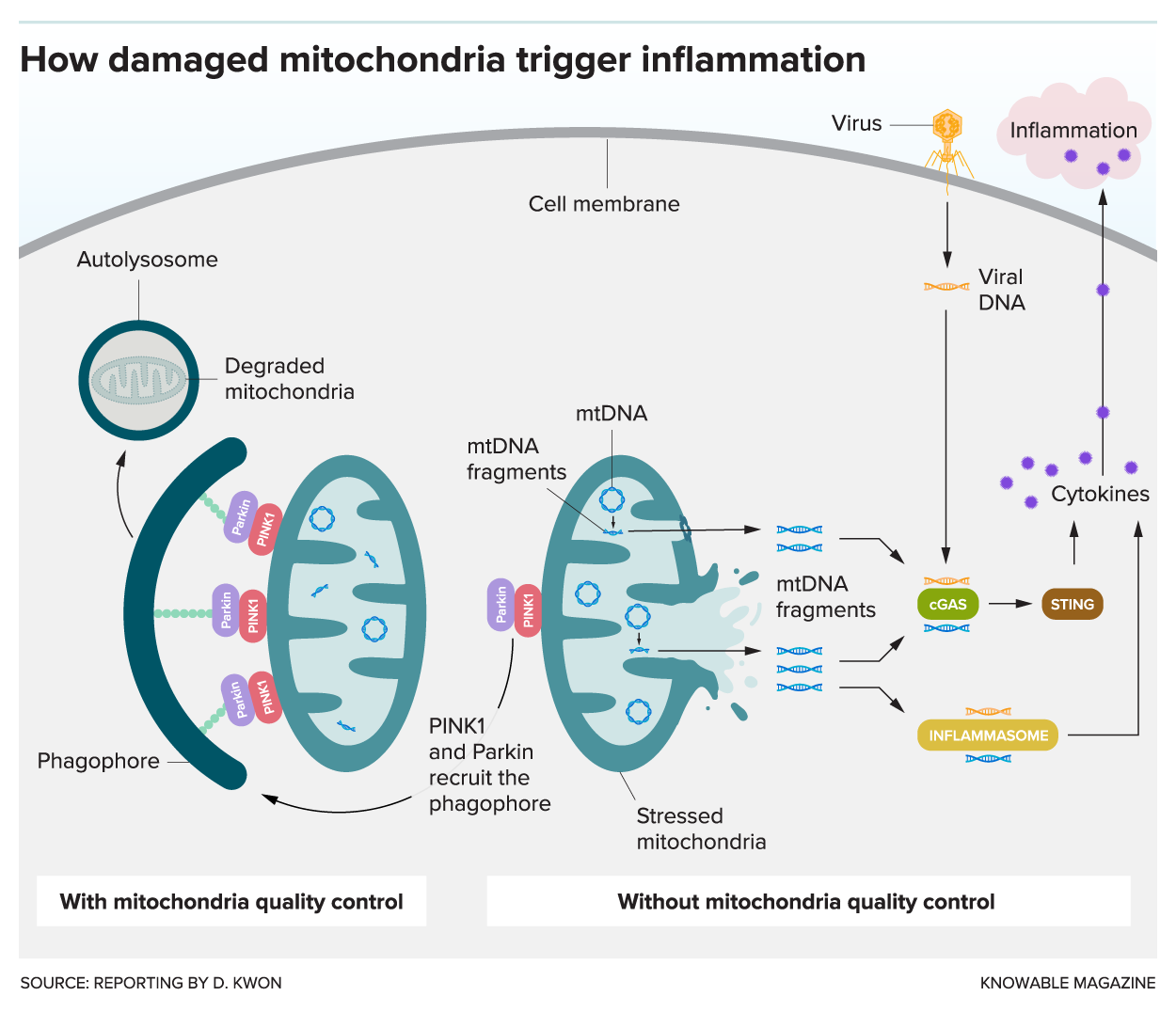 Graphic illustrates two main endpoints of damaged mitochondria in a cell. If detected by the cell’s quality control mechanisms, proteins signal the cell’s disposal system and the mitochondria is degraded. If not detected, the damage can lead to the ejection of mitochondrial DNA fragments that alert the cell’s system for detecting pathogens. These then trigger the inflammation cascade.