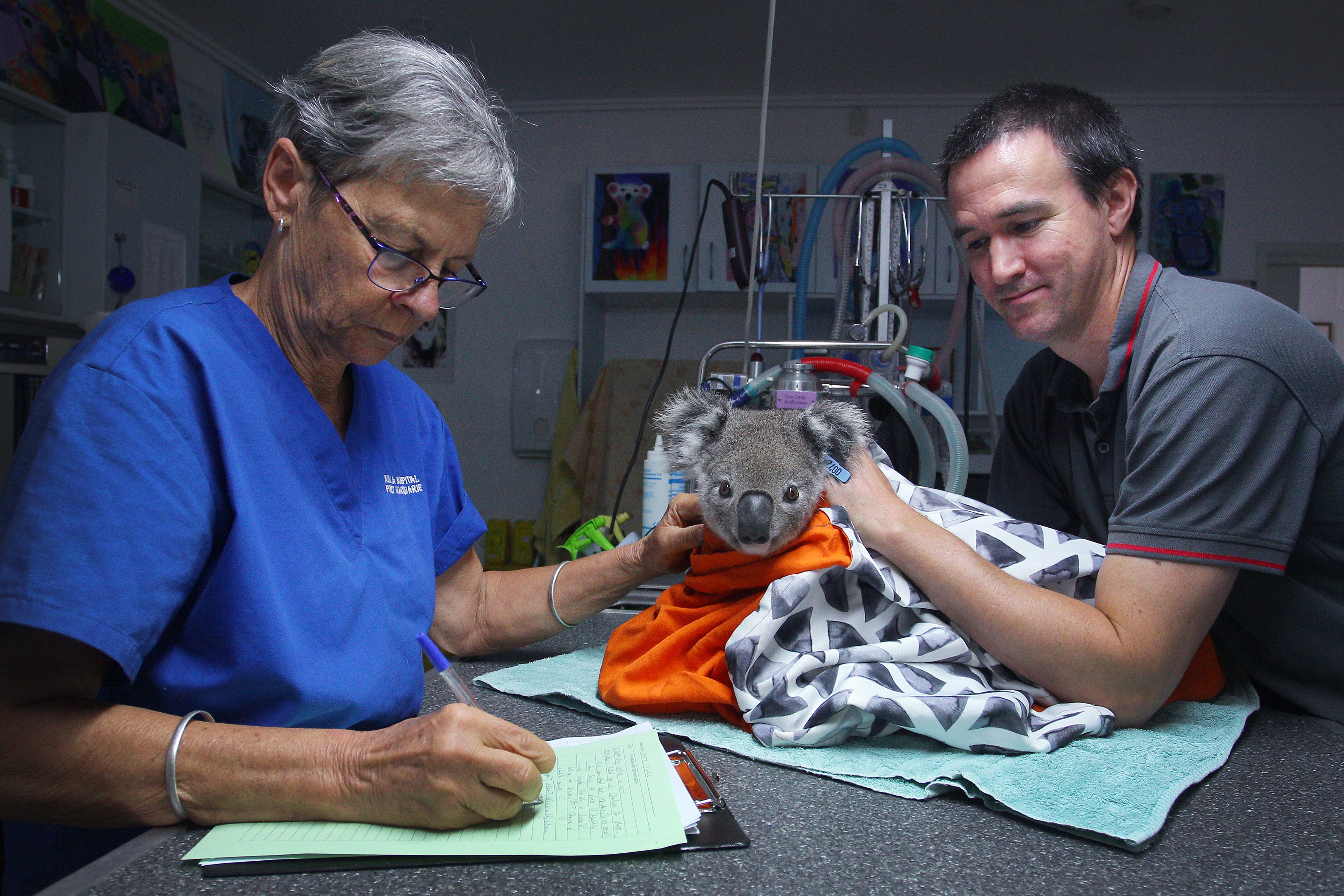 Koala gets a health check at the Port Macquarie Koala Hospital in New South Wales, Australia.