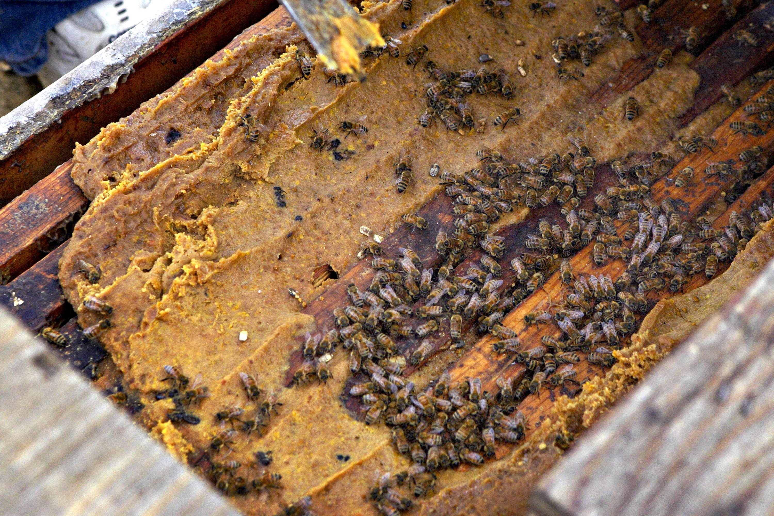 Honeybees feeding on bulk nectar.