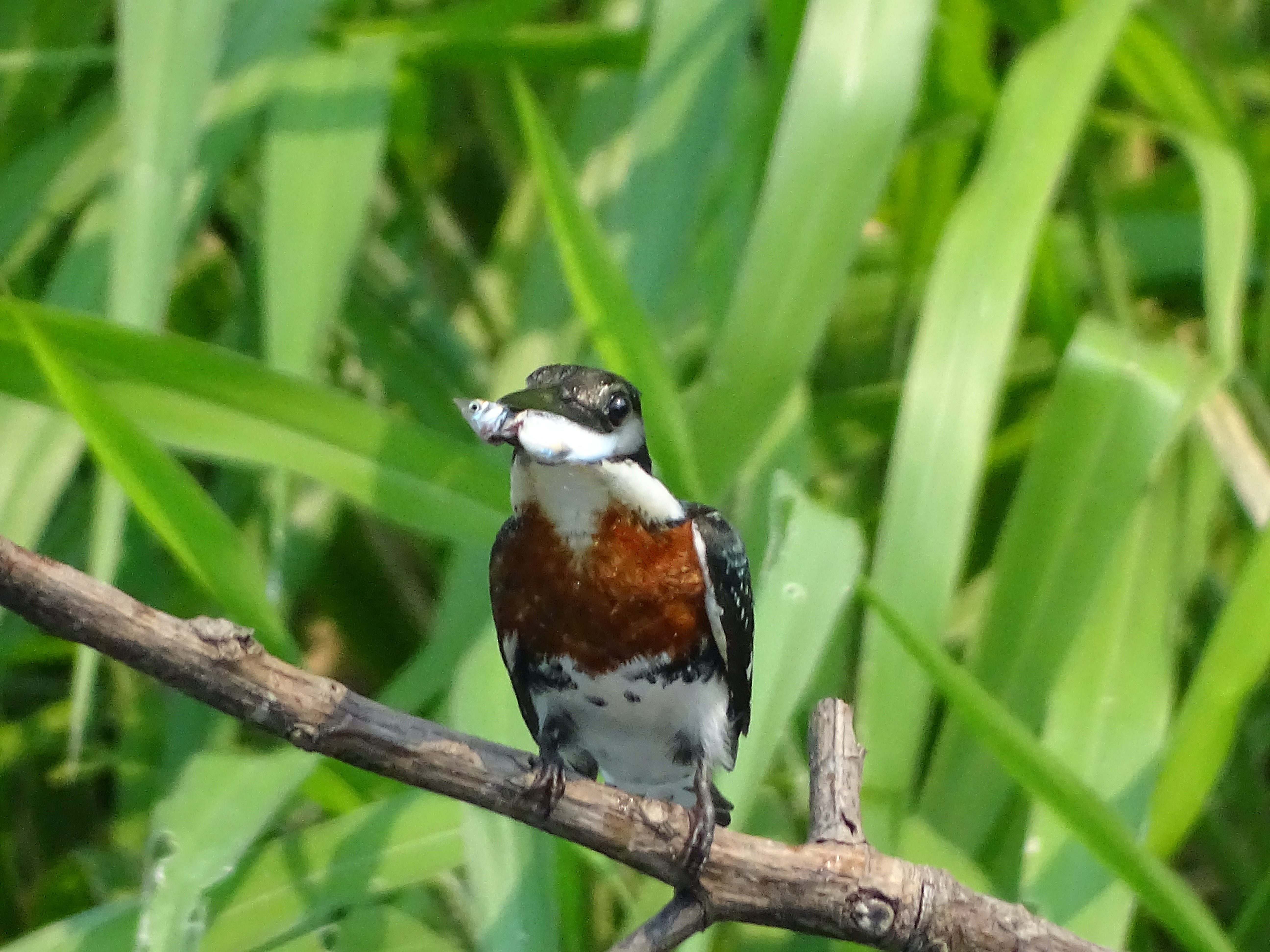 A kingfisher with a successful catch of a sulfur molly.